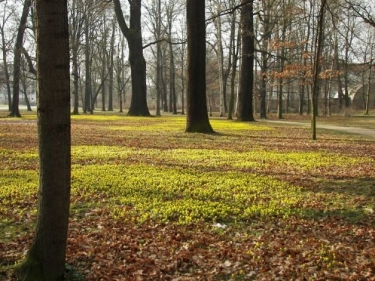 Eranthis Cilica